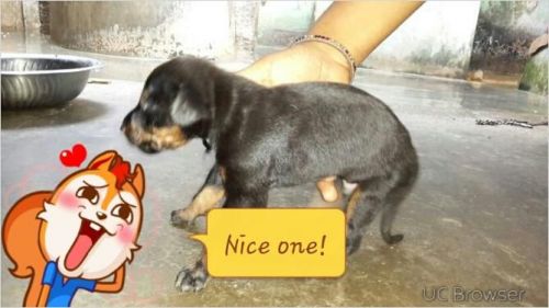 Best Quality Doberman Puppies