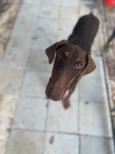 Doberman Pinscher Puppies for sale in Atlanta, GA, USA. price: $50