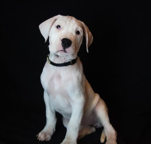 11 week old dogo argentino puppies NY