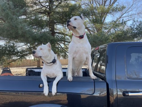 Dogo argentino pups