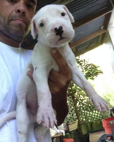 Dogo Argentino Puppies For Sale