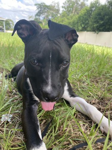 Selling 5 month puppy