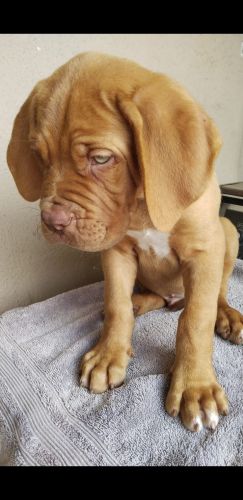 French mastiff puppies
