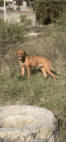 Dogue De Bordeaux Puppies for sale in Delhi, India. price: NA