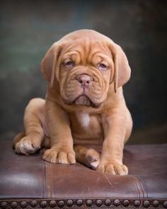 Dogue De Bordeaux For Sale ***