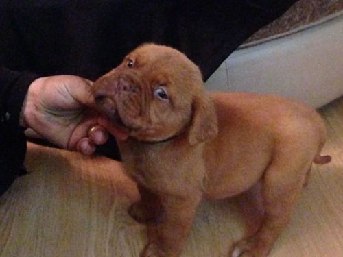 Gorgeous Kc Reg Dogue De Bordeaux