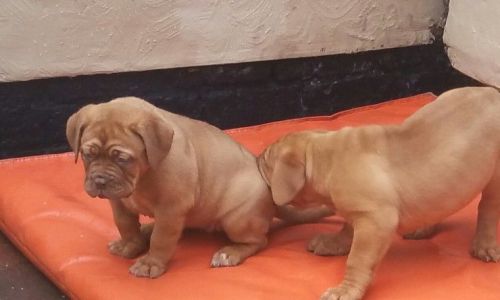 Dogue De Bordeaux Pups Great