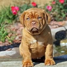 Dogue De Bordeaux Puppies