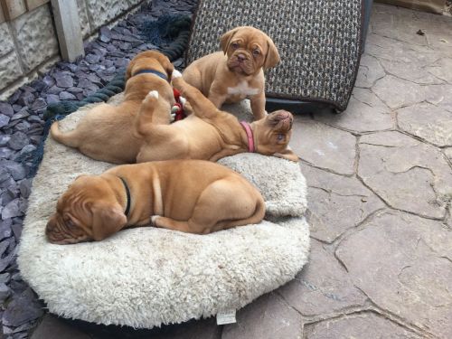 Dogue De Bordeaux Puppies For Sale