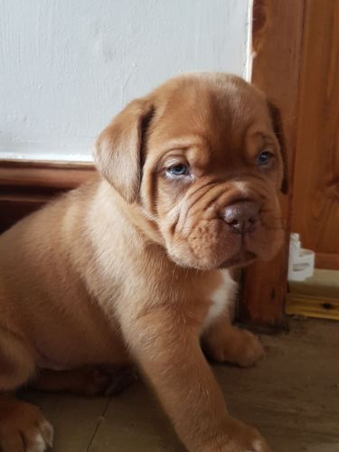 Very Chunky Dogue De Bordeaux