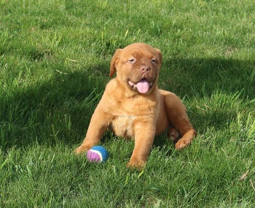 Dogue De Bordeaux pups