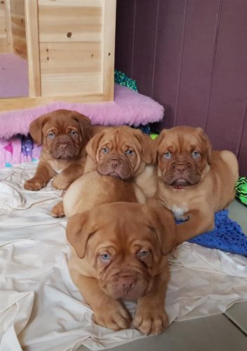 Dogue de Bordeaux puppies