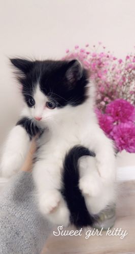 Beautiful kitty