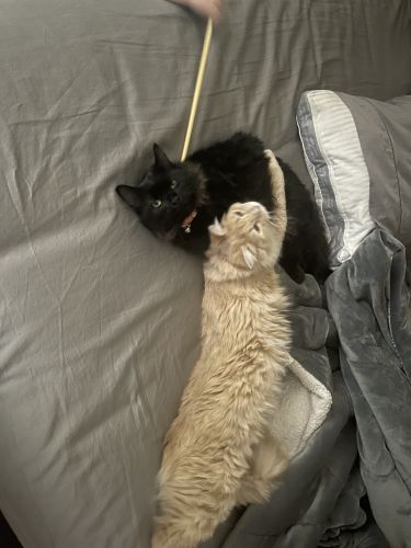 Two sweet 1 year old cats