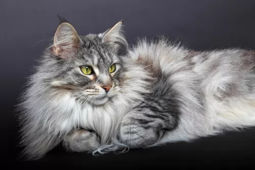 domestic longhaired cat