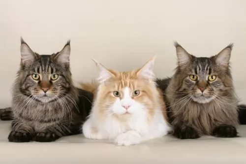 domestic longhaired cat cats - caring