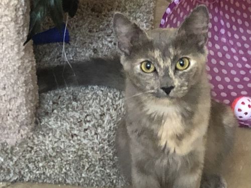 Beautiful female cat