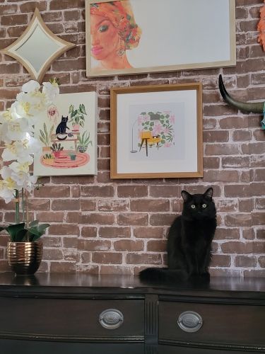 Snuggly Male Cat - Duma