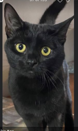 Very young Black kitty.