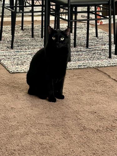 Domestic Mediumhair Cats for sale in Irvine, CA, USA. price: NA