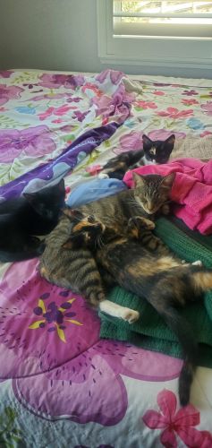 Free Kittens to a good home