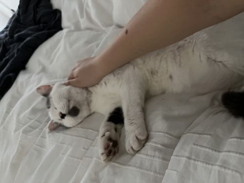 Looking for an adorable new addition to your home?