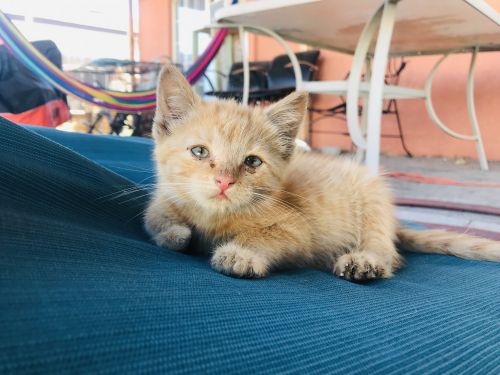 Kitten needs a home