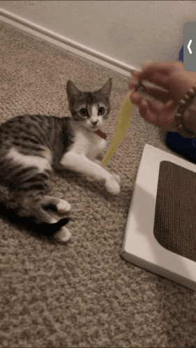 3 month old kitten up to date on her shots