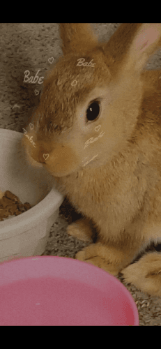 Brown five month old female rabbit