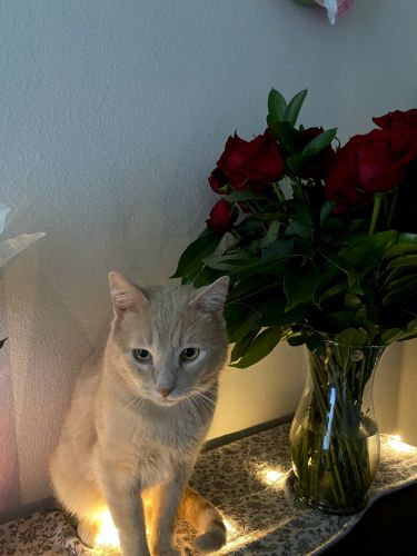 cat looking for good forever home, free!