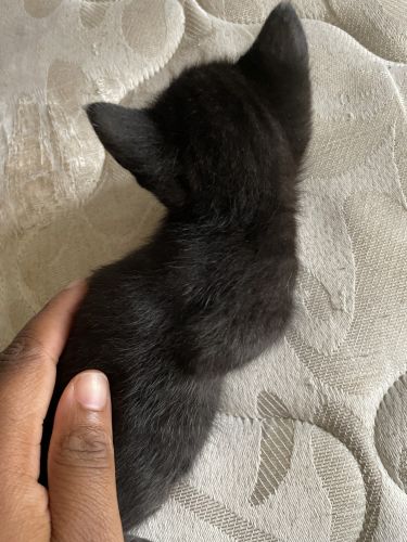 I'm selling my kitten