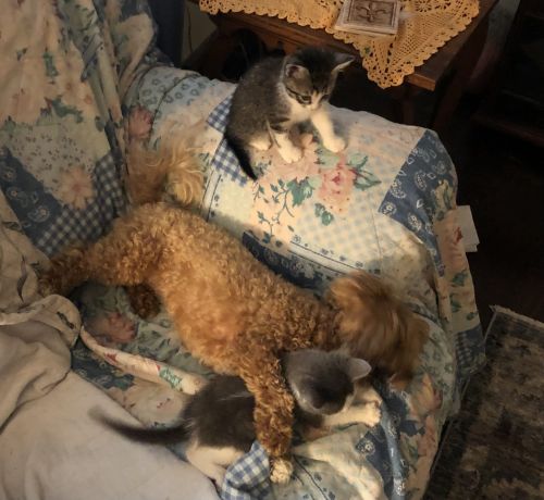 Free 6 week old kittens