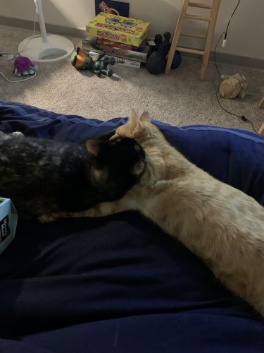 A male tabby and female calico