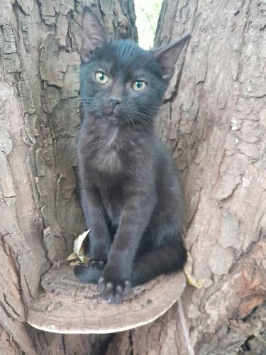 Black kitten