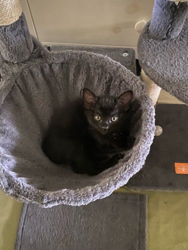 Meet Pepper, the world’s cutest and cuddliest kitten!