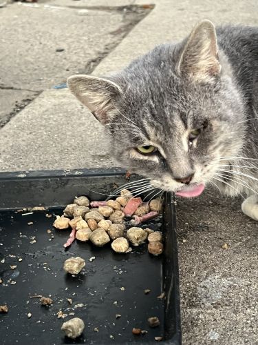 Male Domestic shorthair