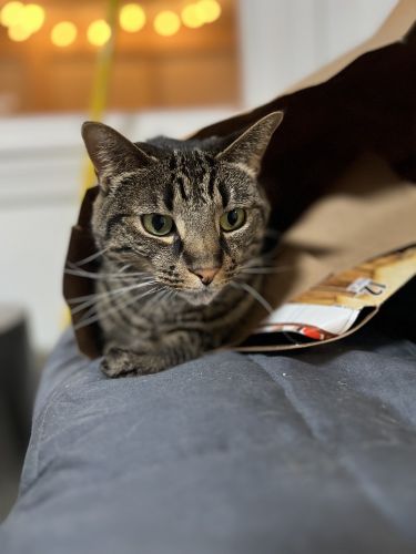 Brother & Sister 7 year old cats