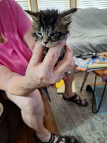 Domestic Shorthaired Cat Cats for sale in Tucson, AZ, USA. price: NA