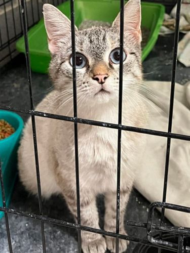 selling spayed year old female cat