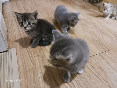 Rehoming kittens