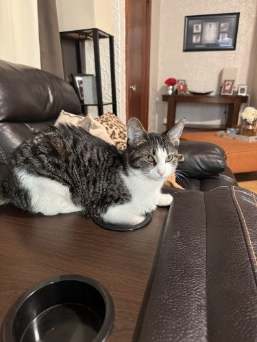 Free loving cat named willow