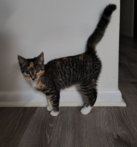 4½ Month Kitten for Adoption