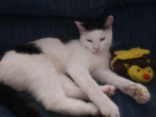 Two year old Female black and white cat