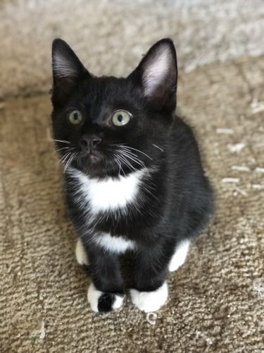 Kittens need new home