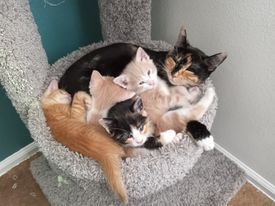 KITTENS!!!