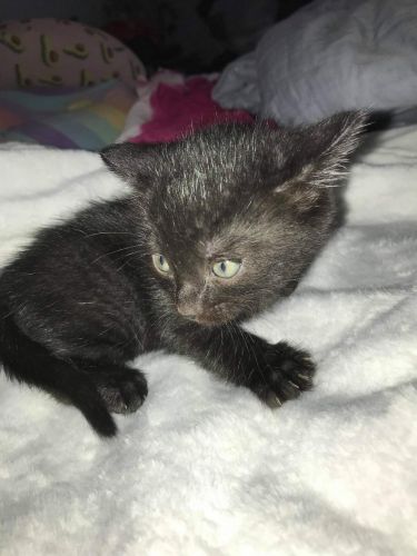 7 wk old black female kitten
