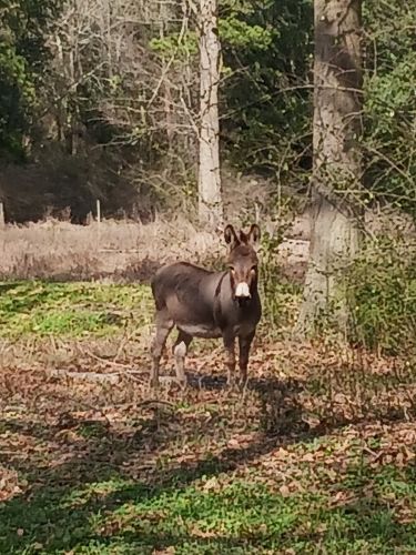 Minature jack Donkey