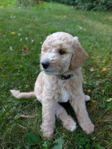 Happy - Standard Double Doodle Pup in Kalamazoo