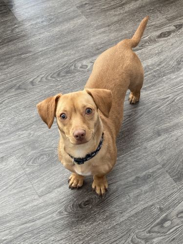 Selling my pup Oatmeal.