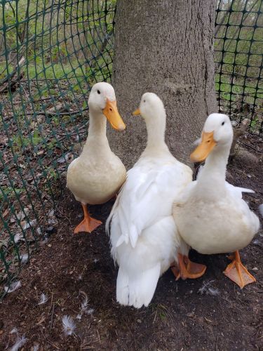 Ducks for sale